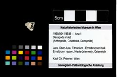 Foto (Objekt + Etikett) von Decapoda indet.  (NHMW-GEO-1990-0041-3936)